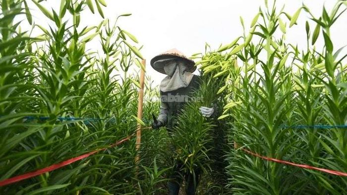 Những điểm cần lưu ý khi chăm sóc hoa loa kèn tại nhà
