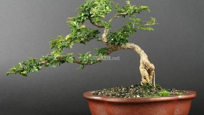H4: 3. Dáng gió lùa của cây bonsai mang đến vẻ đẹp nhẹ nhàng, tựa như cơn gió thoảng qua, tạo nên sự thư thái cho không gian.
