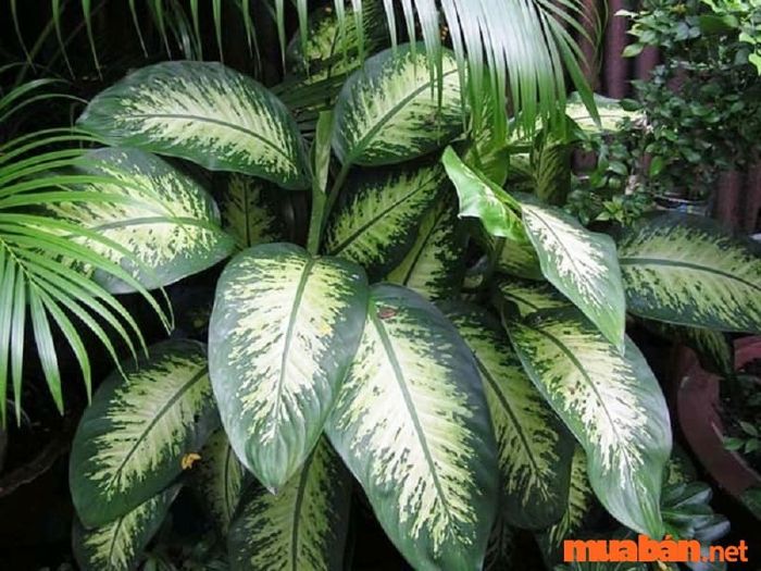 Khám phá ý nghĩa phong thủy của cây vạn niên thanh