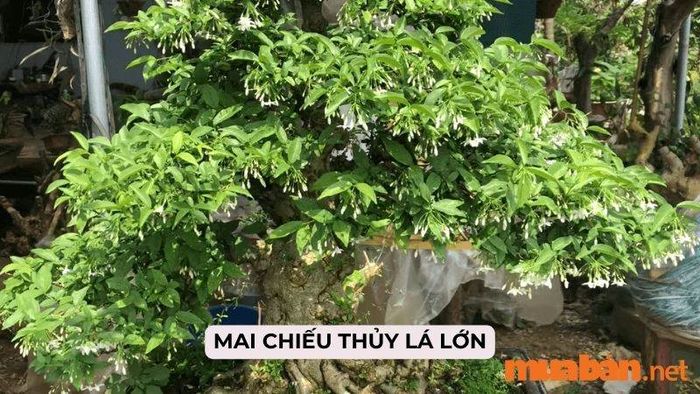 Giới thiệu về loại cây mai chiếu thủy lá lớn