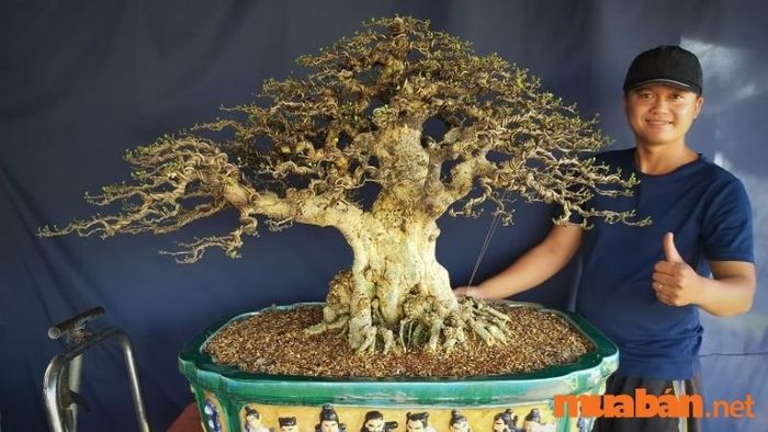 Những cây mai chiếu thủy tuyệt đẹp - 9