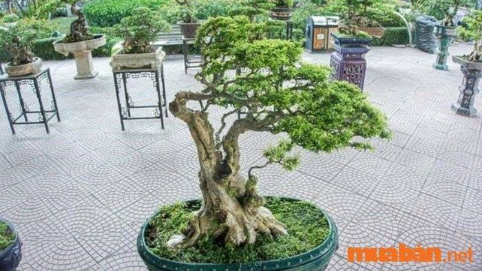 Những cây mai chiếu thủy tuyệt đẹp - 1