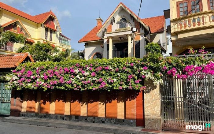 Có nên trồng hoa giấy trước nhà không?