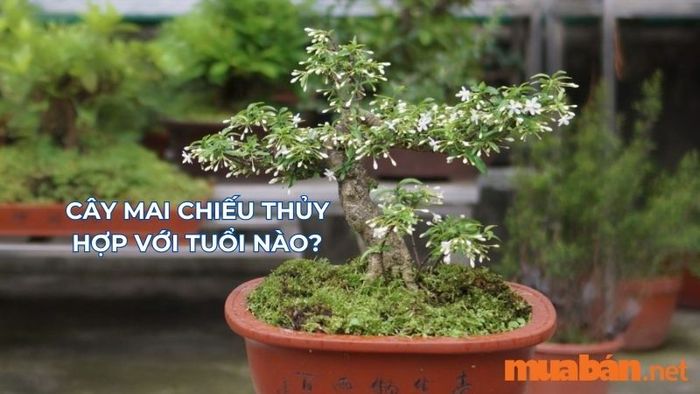 Cây mai chiếu thủy hợp với tuổi nào? Hướng dẫn giá bán và cách chăm sóc cây mai chiếu thủy hiệu quả
