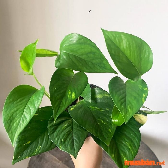 Giống Epipremnum của cây vạn niên thanh