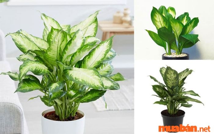 Xem qua mức giá của một số giống cây vạn niên thanh phổ biến