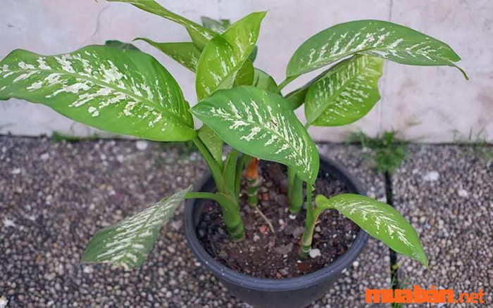 Hướng dẫn trồng cây vạn niên thanh trong đất