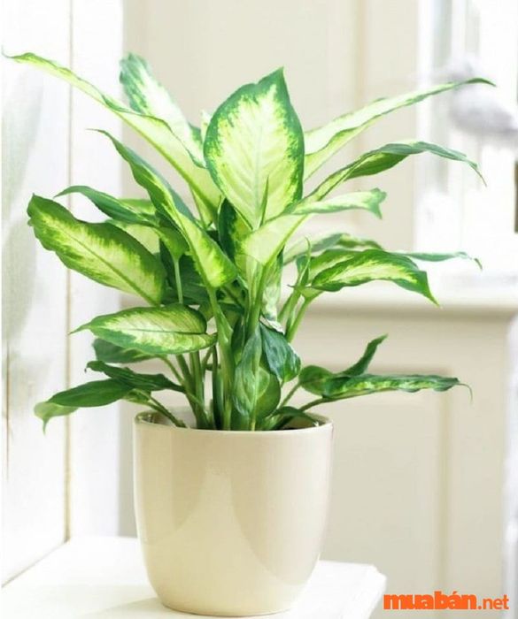 Cây vạn niên thanh là lựa chọn lý tưởng để trang trí, giúp ngôi nhà trở nên đẹp mắt và ấm cúng hơn.