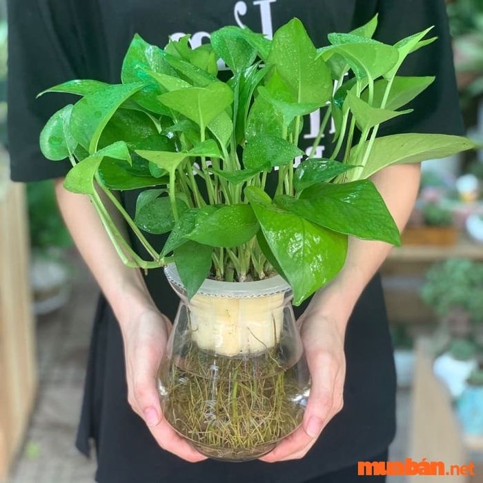 Hướng dẫn cách trồng cây vạn niên thanh thủy canh