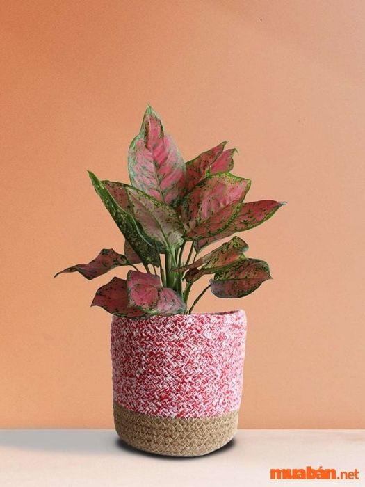 Giống Aglaonema của cây vạn niên thanh