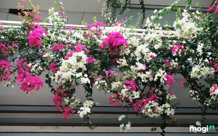 Có nên trồng hoa giấy trước cửa nhà không?