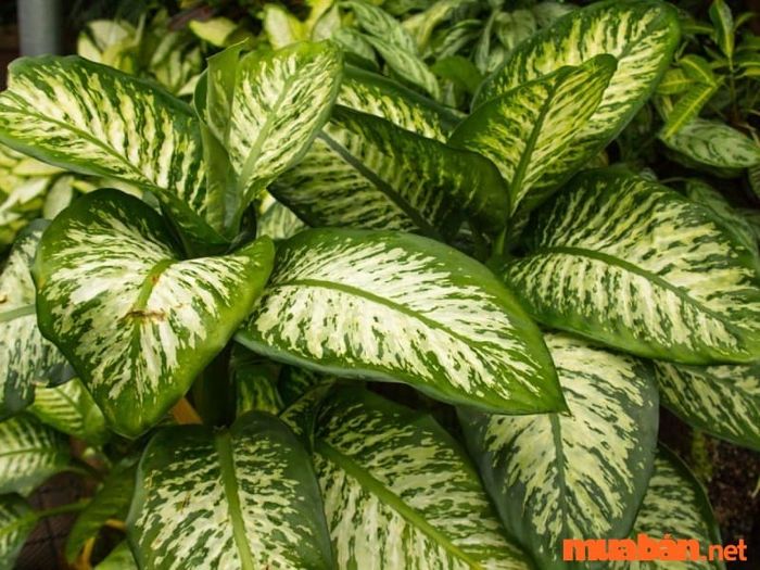 Cây vạn niên thanh hợp với những mệnh và tuổi nào?