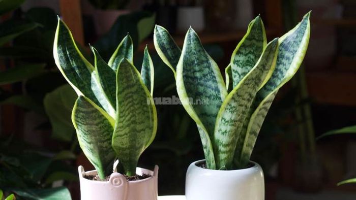 Cần lưu ý không ăn lá cây lưỡi hổ vì nó chứa độc tố nguy hiểm.