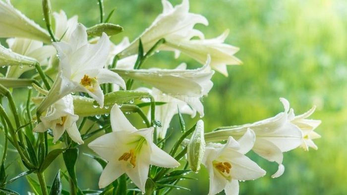 Khám phá vẻ đẹp của loài hoa Loa Kèn