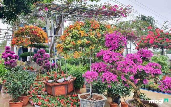 Có nên trồng hoa giấy trước nhà không?