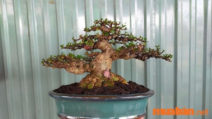 Các cây mai chiếu thủy đẹp nhất - 8