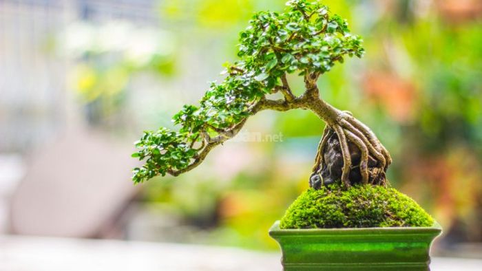 I. Cây bonsai là gì?