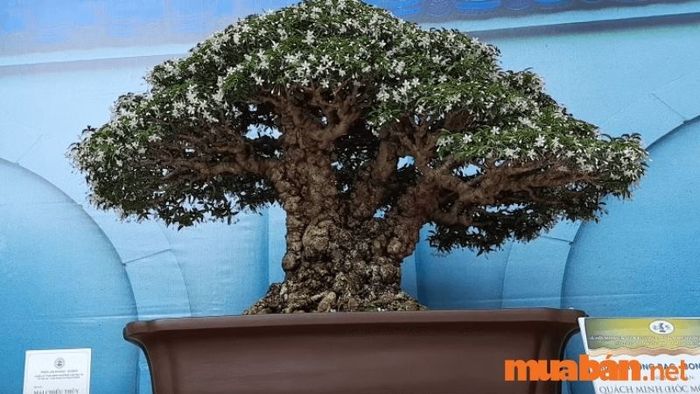 Những cây mai chiếu thủy nổi bật nhất - 7