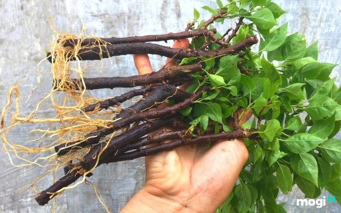 Có nên trồng hoa giấy trước nhà?