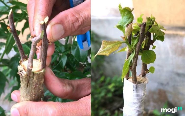 Có nên trồng hoa giấy trước nhà?