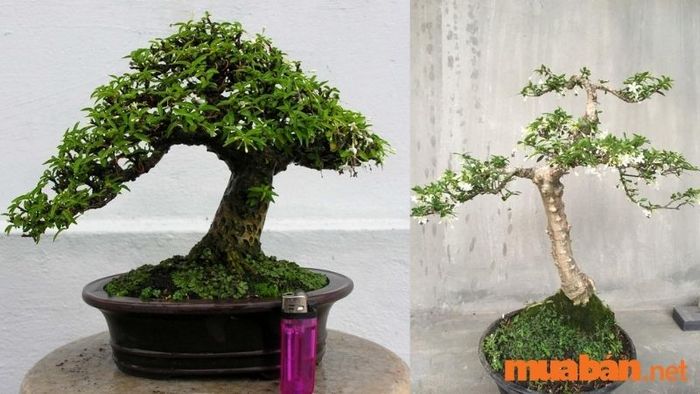 Bảng giá cây mai chiếu thủy