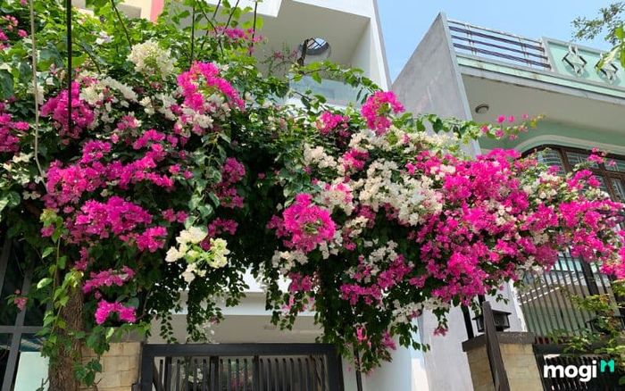Có nên trồng hoa giấy trước nhà hay không?