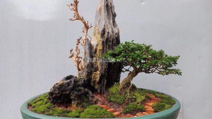 2. Dáng ly tâm của cây bonsai thể hiện sự lan tỏa, mở rộng không gian sống, mang lại sự tự do và phát triển.