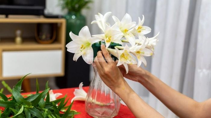 Để hoa Loa Kèn tươi lâu, nhớ tránh để lá tiếp xúc với nước