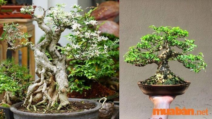 Ý nghĩa phong thủy của cây mai chiếu thủy và tác dụng đối với sức khỏe