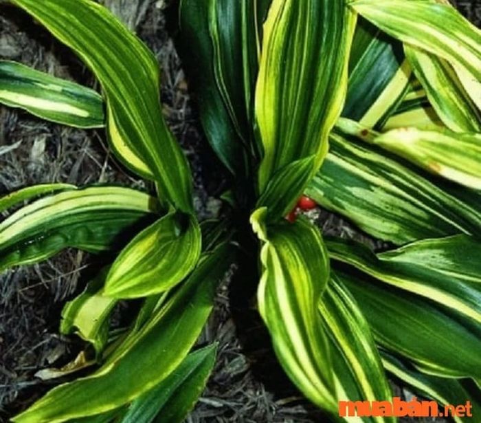 Giống Rohdea Japonica của cây vạn niên thanh