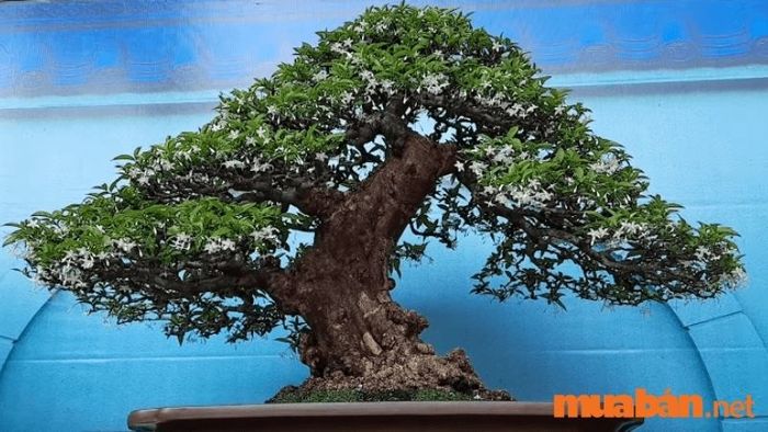 Những cây mai chiếu thủy xuất sắc nhất - 10