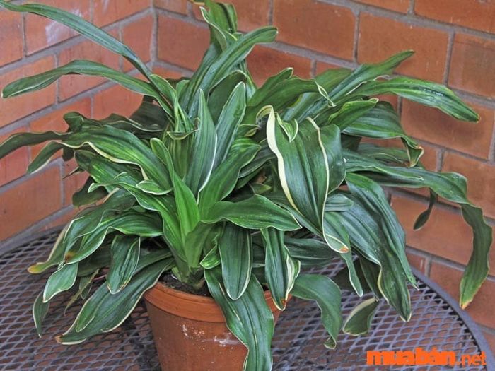 Giống Rohdea Japonica của cây vạn niên thanh