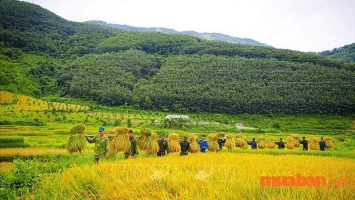 Ngày Lương thực Thế giới 16/10