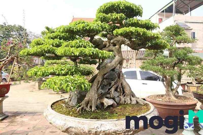 Cây sanh Ninh Bình