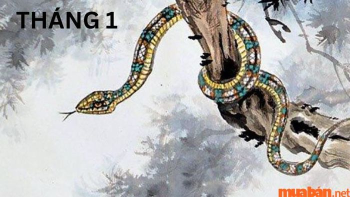 Tử vi tuổi Tỵ tháng 1 năm 2024