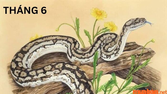Tử vi tháng 6 tuổi Tỵ năm 2024