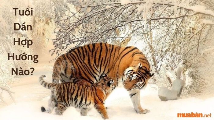 Hướng nào là phù hợp cho người tuổi Dần?