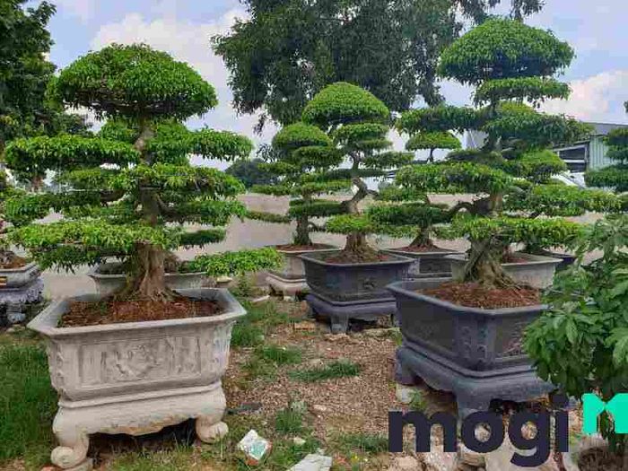 Việc chăm sóc cây sanh cảnh đúng cách là rất quan trọng để cây phát triển khỏe mạnh.