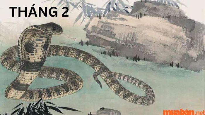 Tử vi tuổi Tỵ tháng 2 năm 2024
