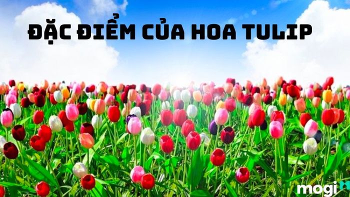 Đặc Điểm Nổi Bật Của Hoa Tulip