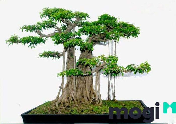 Cây sanh Nam Định