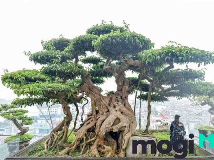 Giống cây sanh miền Nam