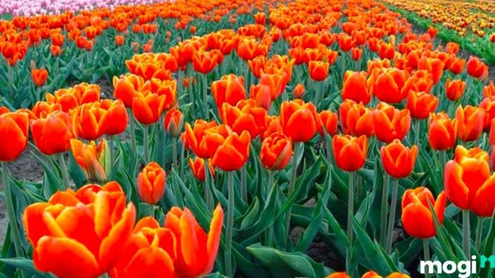 Ý nghĩa hoa Tulip màu cam