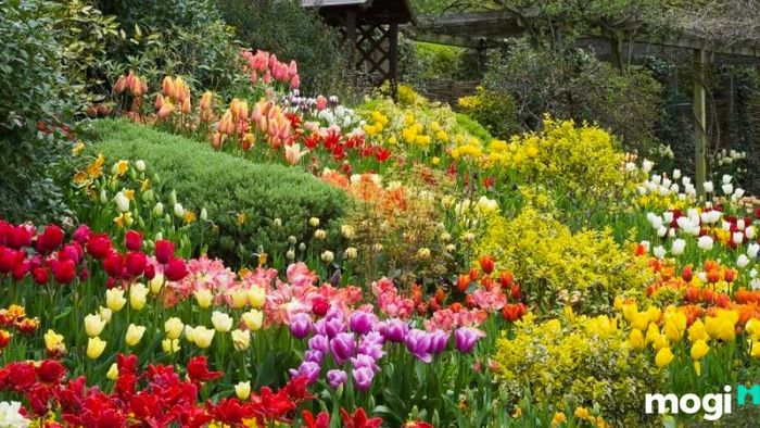 Hoa Tulip Đang Được Yêu Thích Rộng Rãi Tại Việt Nam