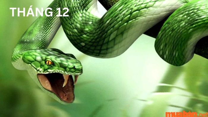 Tử vi tuổi Tỵ tháng 12 năm 2024
