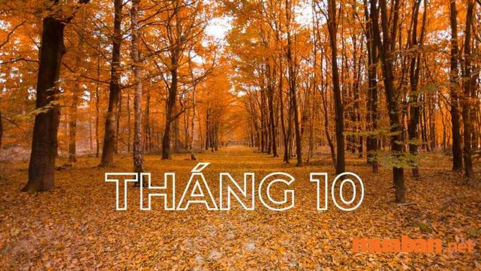 Trong tháng 10, có những ngày lễ nào đặc biệt?