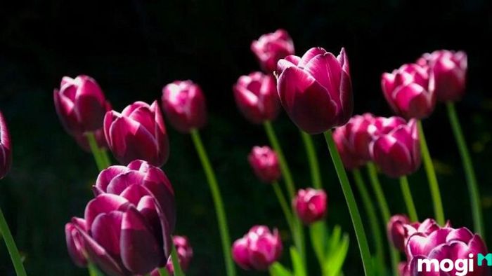 Ý nghĩa của hoa Tulip tím