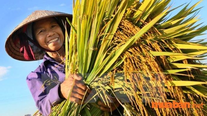 Ngày Hội Nông dân Việt Nam 14/10