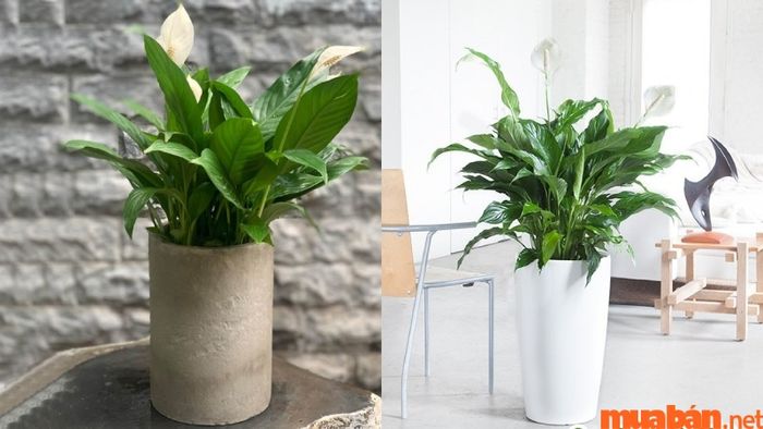 Người tuổi Thìn hợp cây gì? Người Canh Thìn mệnh Kim có thể chọn cây Lan Ý để trang trí không gian sống, giúp thu hút vận may và tài lộc.