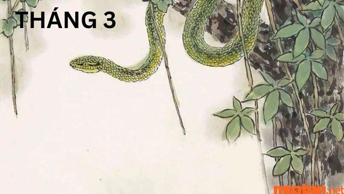 Tử vi tuổi Tỵ tháng 3 năm 2024